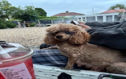 Maltipoo dogs for sale: TEDDY BEAR MALTIPOO PUPPIES  - Image 19