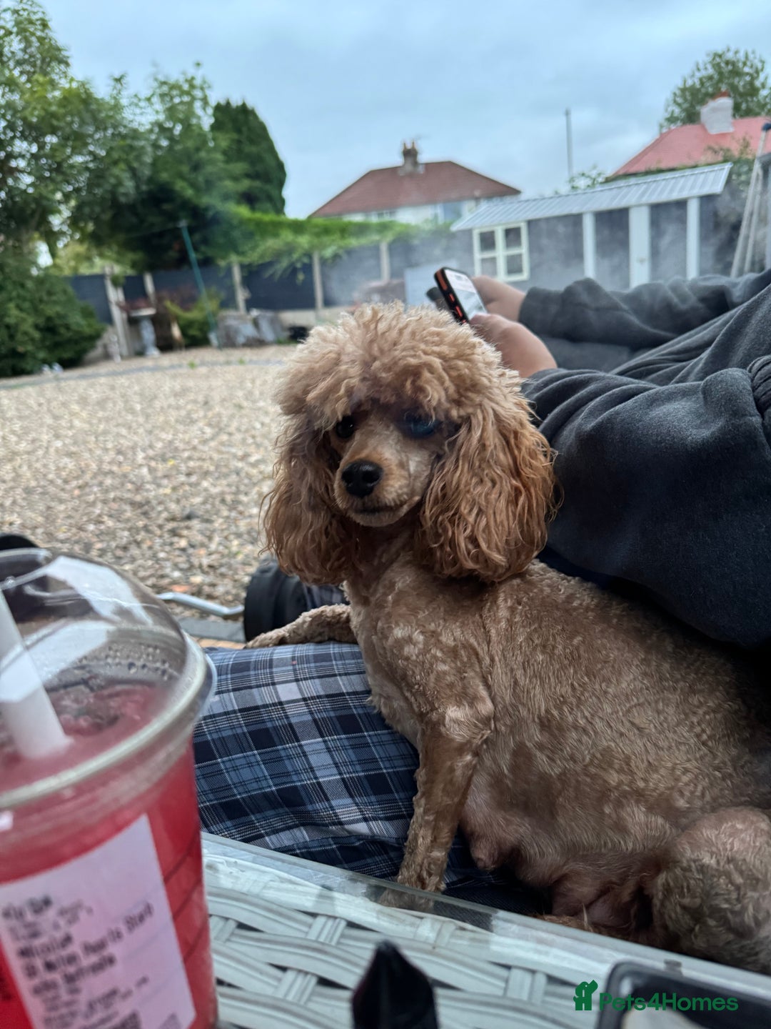 Maltipoo dogs for sale: TEDDY BEAR MALTIPOO PUPPIES  - Image 19