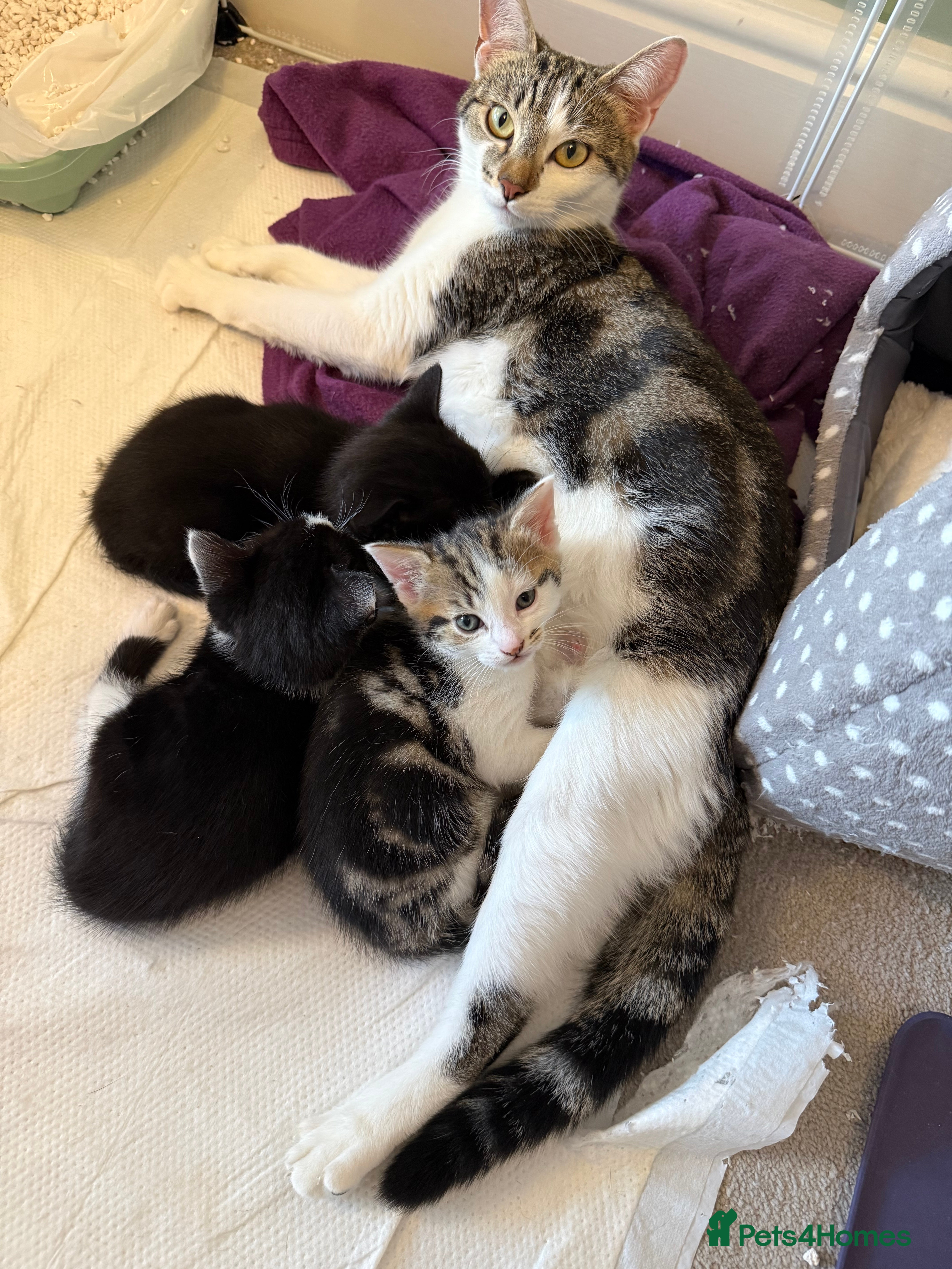 Mixed Breed cats 2 beautiful kitts left! - Advert 2