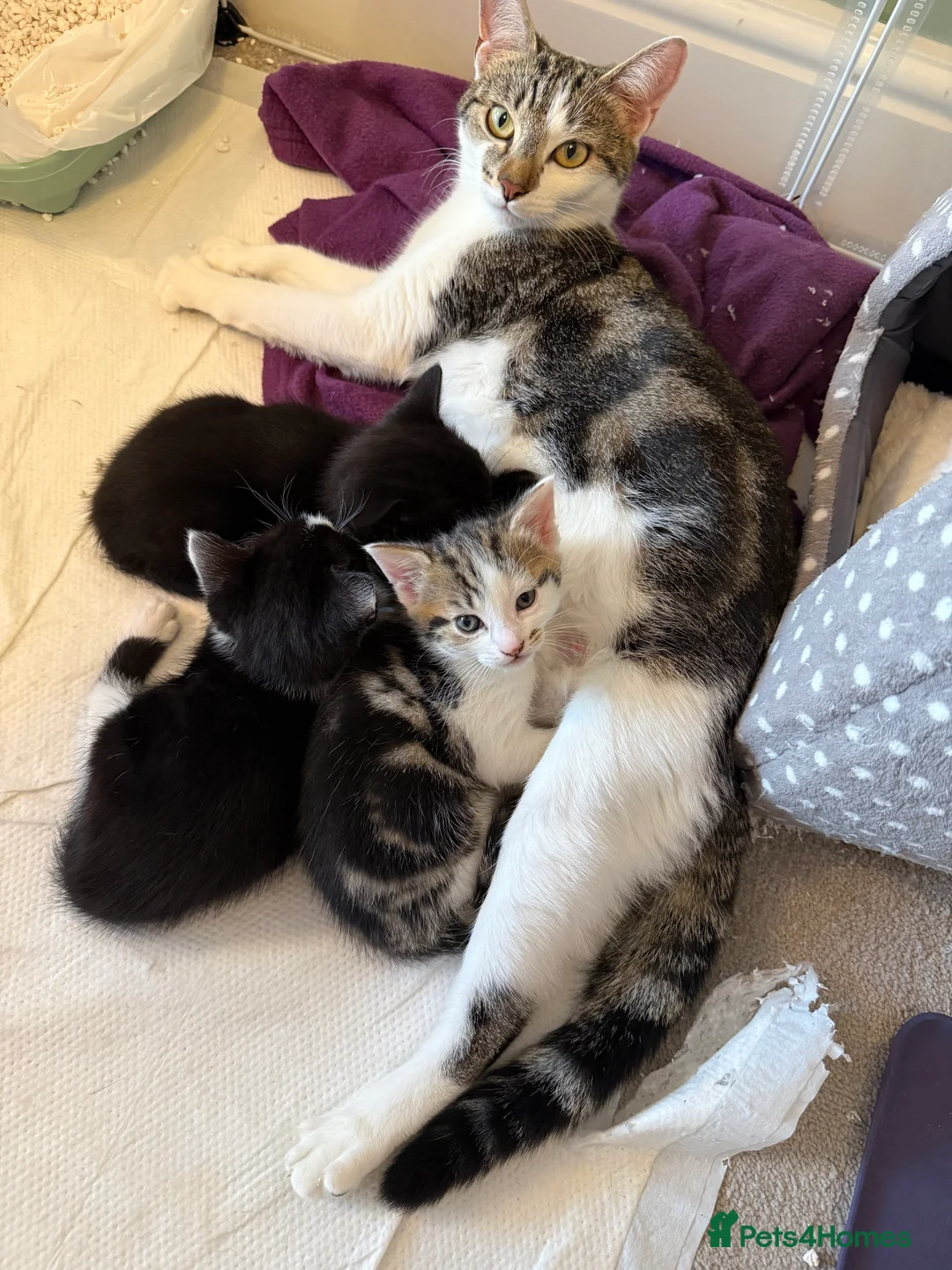 Mixed Breed cats for sale: 2 beautiful kitts left! - Advert 1