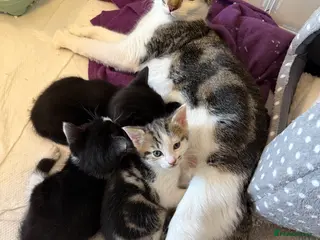 Mixed Breed cats 2 beautiful kitts left! - Advert 3