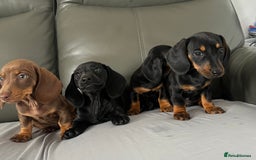 Dachshund dogs for sale: Mini dachshund puppies - Image 2