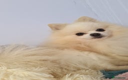 Pomchi dogs for sale: Adorable Pomchi Boy Available Now. - Image 10