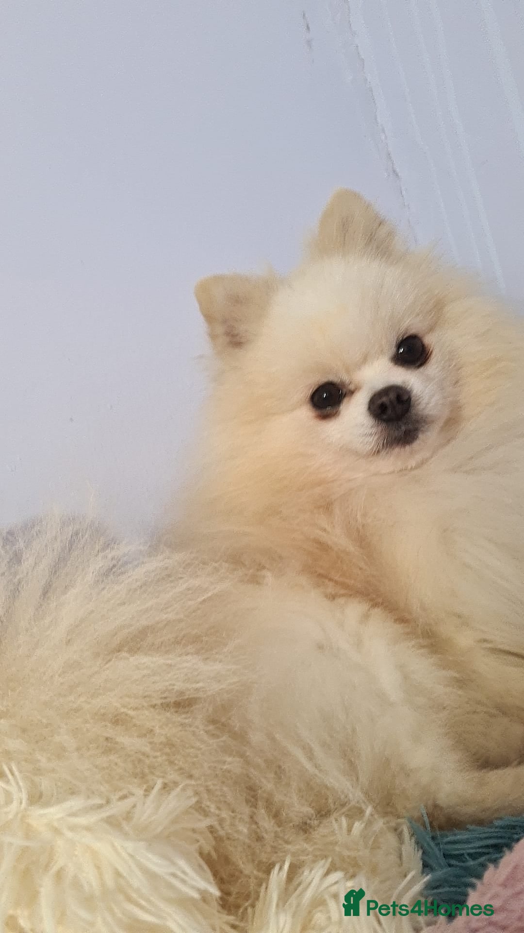 Pomchi dogs for sale: Adorable Pomchi Boy Available Now. - Image 10