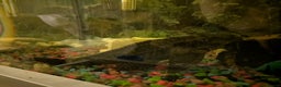 Plecos fish for sale: 7 inch/18cm male common pleco - Advert 4