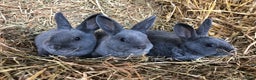 Rex rabbits for sale: Beautiful Pure Breed Velvet Mini Rex babies 🐰  - Advert 3