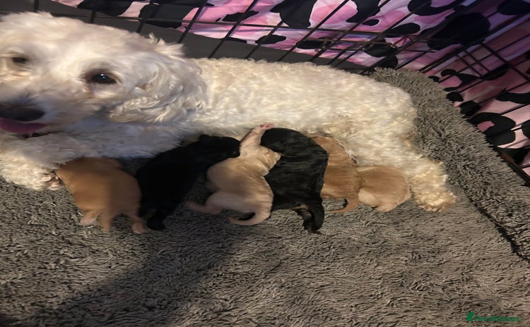 Cockapoo dogs - Advert 6