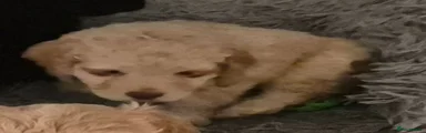 Cockapoo Puppy 2