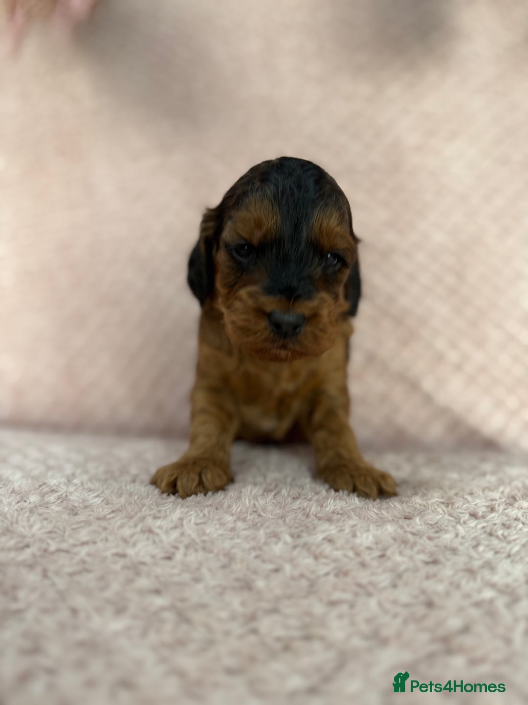 Cockapoo dogs for sale: Beautiful Cockapoos puppies - fully health tested  - Advert 9