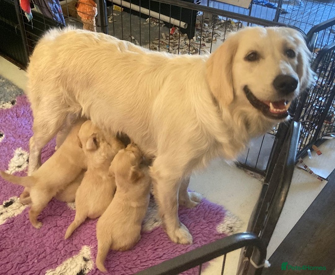Golden Retriever dogs for sale: Gorgeous Girl looking for her 5 Star Retirement - Image 10