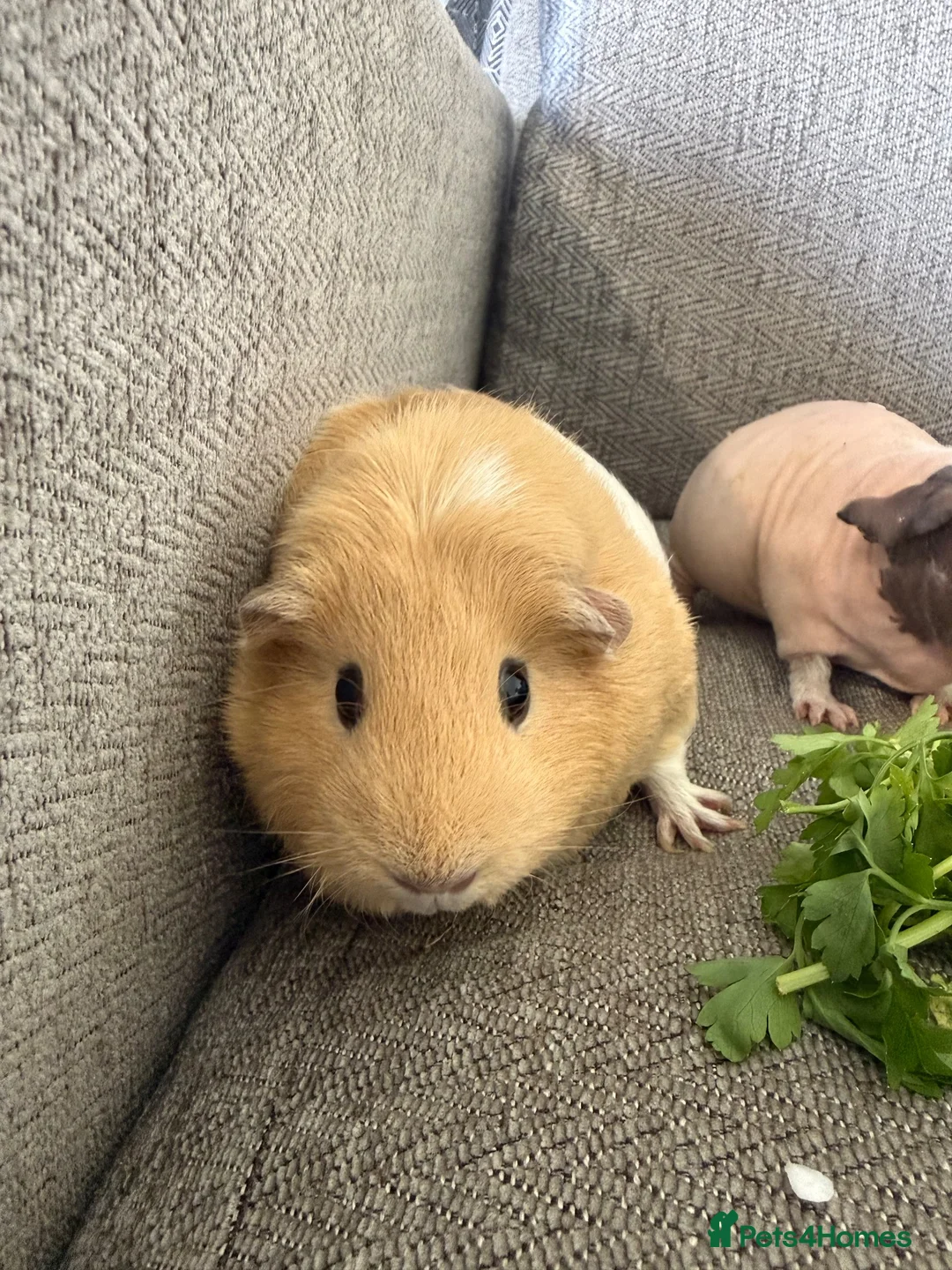 Guinea Pig rodents for sale: 3 female guinea pigs  - Advert 4