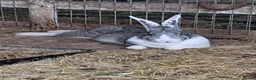 Continental Giant rabbits for sale: Continental giants in Shepton Mallet - Advert 2
