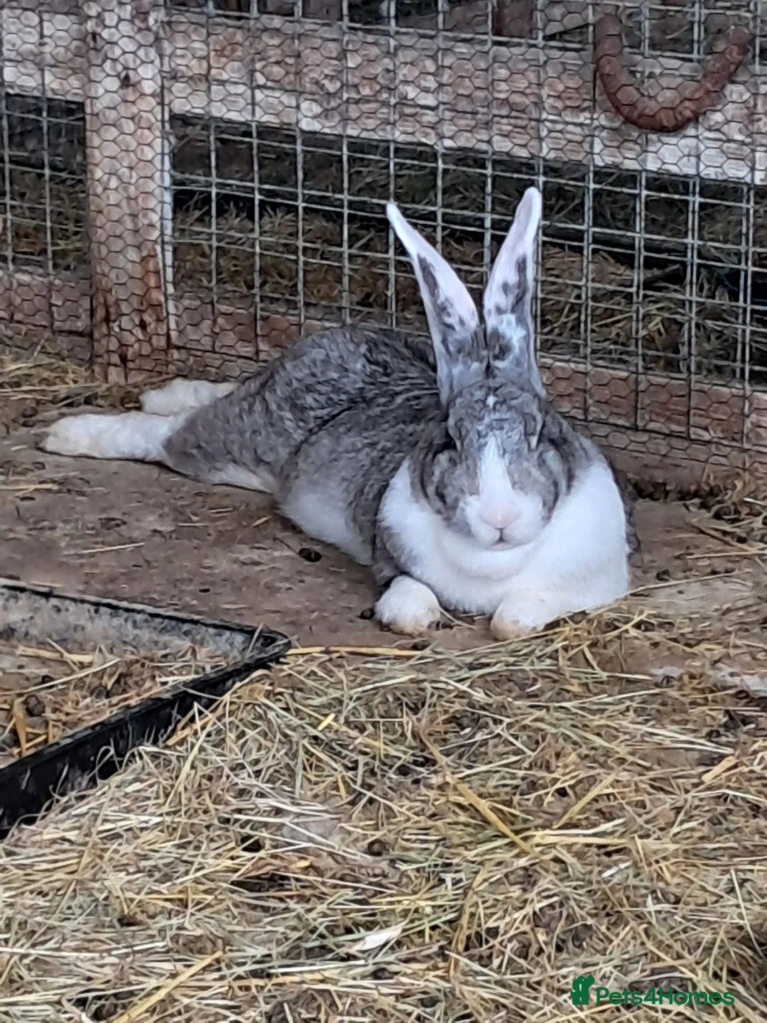Continental Giant rabbits for sale: Continental giants in Shepton Mallet - Advert 2