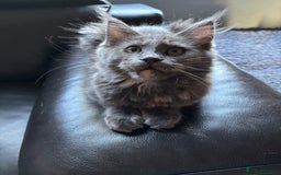 Maine Coon cats for sale: Gccf Maine Coon Girls - Image 5
