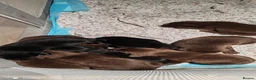 Labrador Retriever dogs for sale: Beautiful first litter of ten Labrador puppies  in Redcar - Advert 15