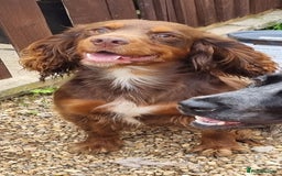 Cocker Spaniel dogs for stud: HEALTH TESTED KC Registered Cocker Spaniel in Billingshurst - Image 2
