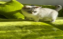 British Longhair cats for sale: British Longhair and Shorthair kittens for sale - Image 13