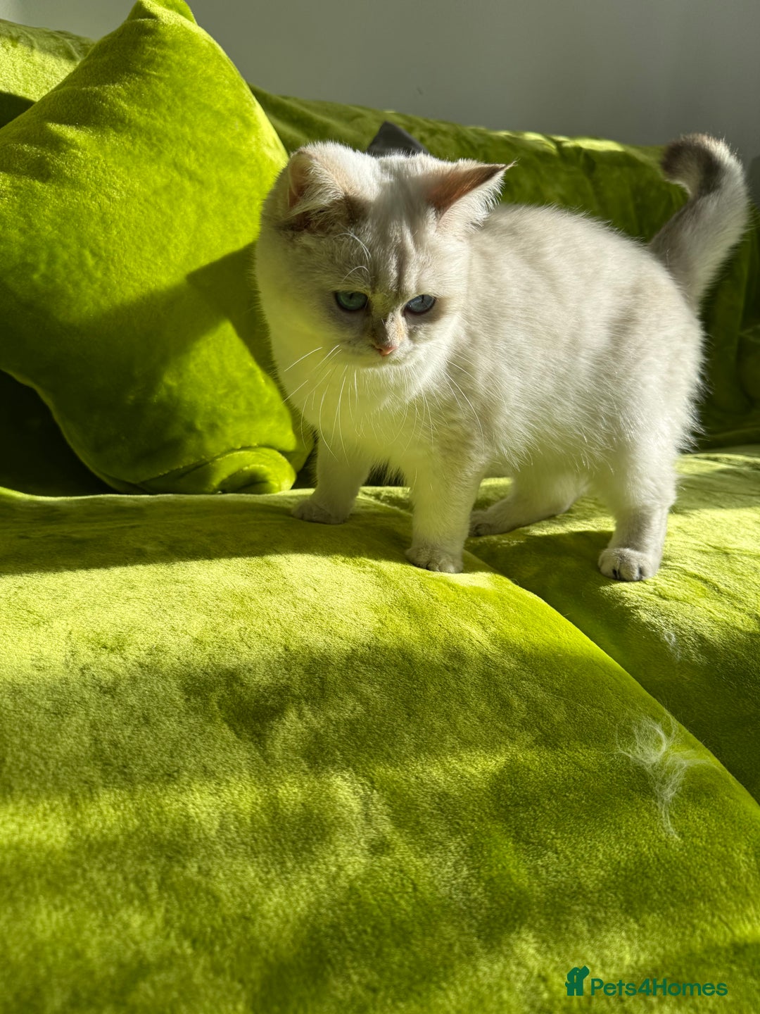 British Longhair cats for sale: British Longhair and Shorthair kittens for sale - Image 13