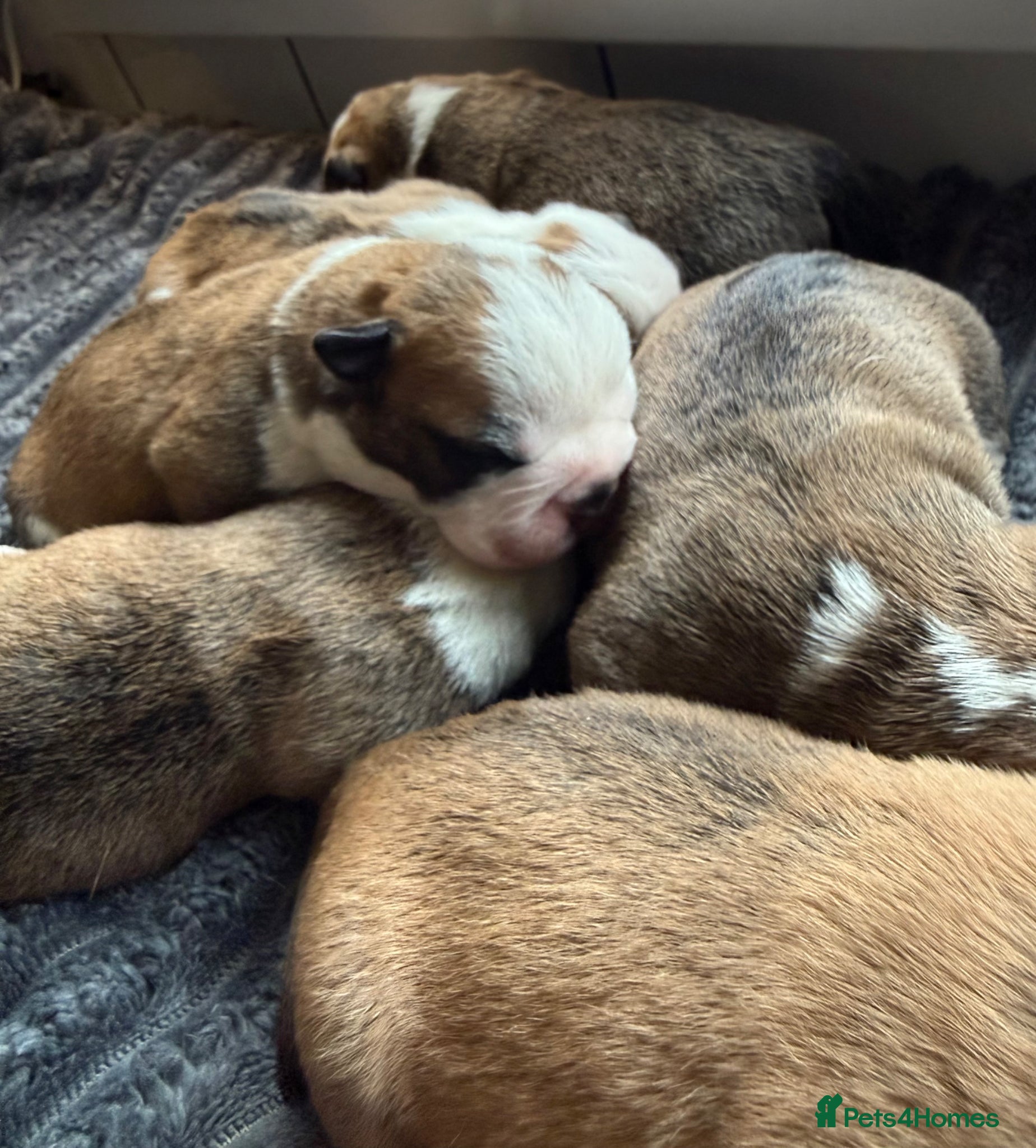 Mixed Breed dogs for sale: Fluffy English bull dogs  in Walsall - Advert 8