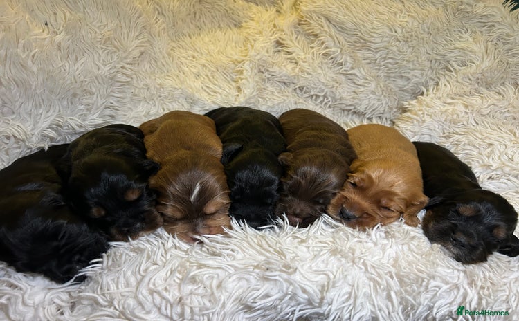 Cocker Spaniel dogs - Advert 2