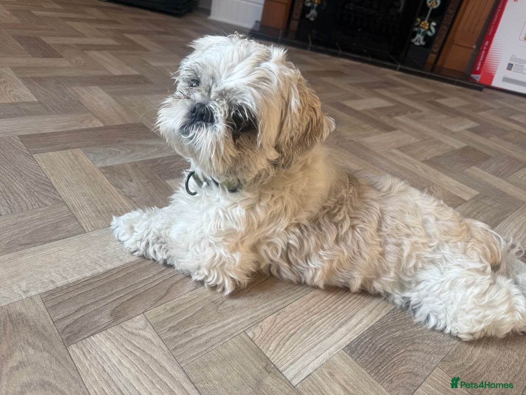 Shih Tzu dogs for sale: Shih Tzu - Image 3