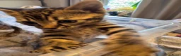 Bengal cats for sale: One boy and three girls  - Advert 32