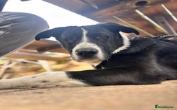 Mixed Breed dogs for sale: 7 month old Puppy  - Image 2