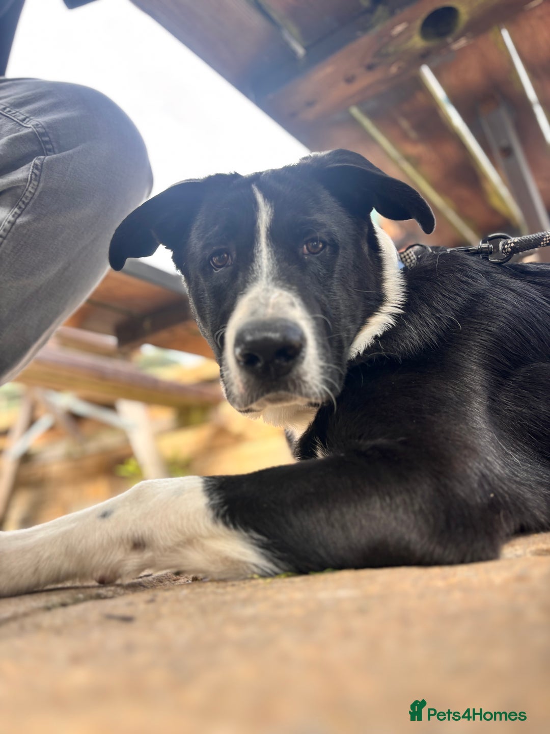 Mixed Breed dogs for sale: 7 month old Puppy  - Image 2