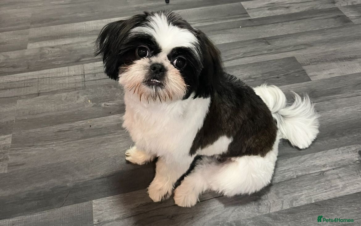 Shih Tzu dogs Shih tzu puppies  - Advert 3