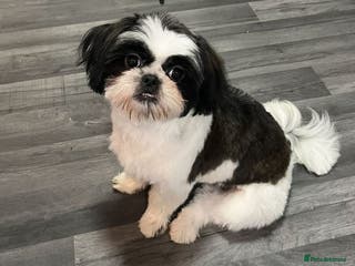 Shih Tzu dogs Shih tzu puppies - Advert 10