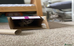 Mixed Breed cats for sale: Ragdol x bengal kittens  - Image 3