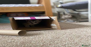 Mixed Breed cats - Advert 16