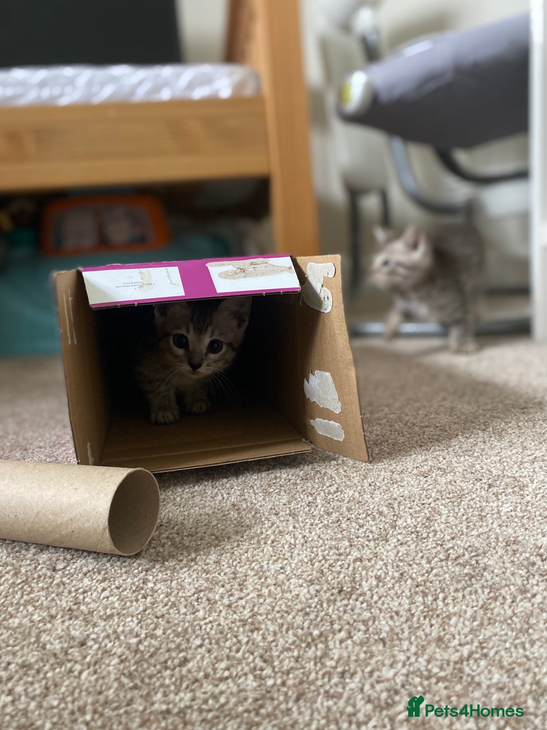 Mixed Breed cats for sale: Ragdol x bengal kittens  - Image 3