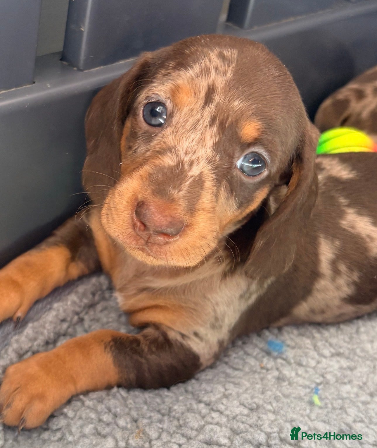 Miniature Dachshund dogs Outstanding miniature dapple dachshund puppies - Advert 1
