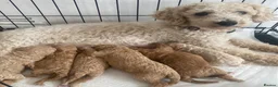 Maltipoo dogs for sale: Stunning Mini Maltipoos 🐾  - Advert 1
