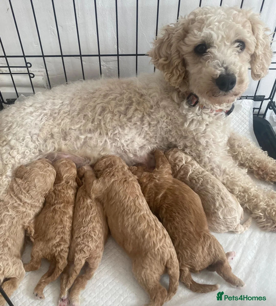 Maltipoo dogs for sale: Stunning Mini Maltipoos 🐾  - Advert 1