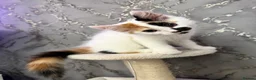 Mixed Breed cats for sale: Lovely female calico  in Bootle - Advert 5