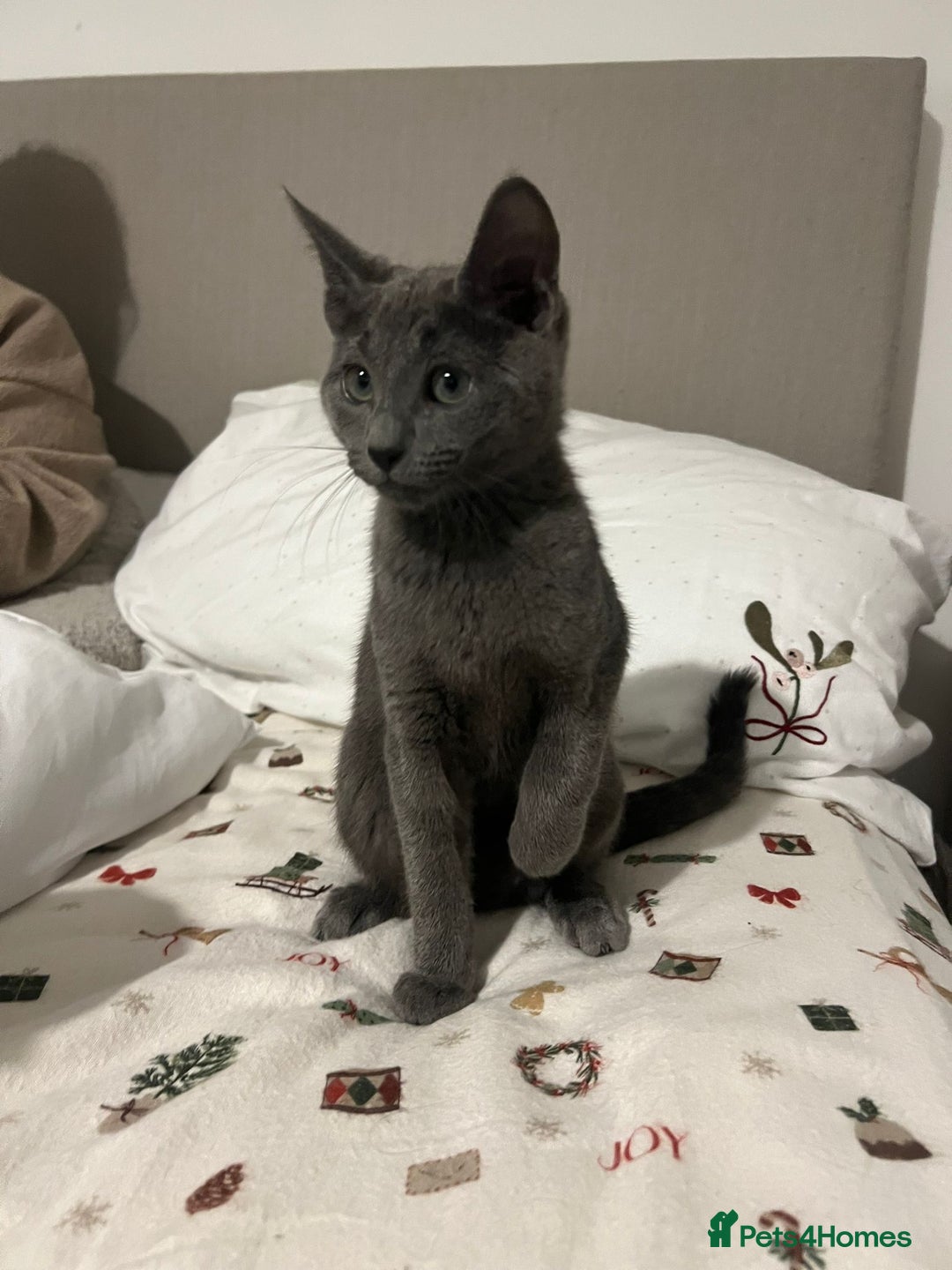 Russian Blue cats for sale: Gorgeous female Russian blue ready to go now - Advert 4