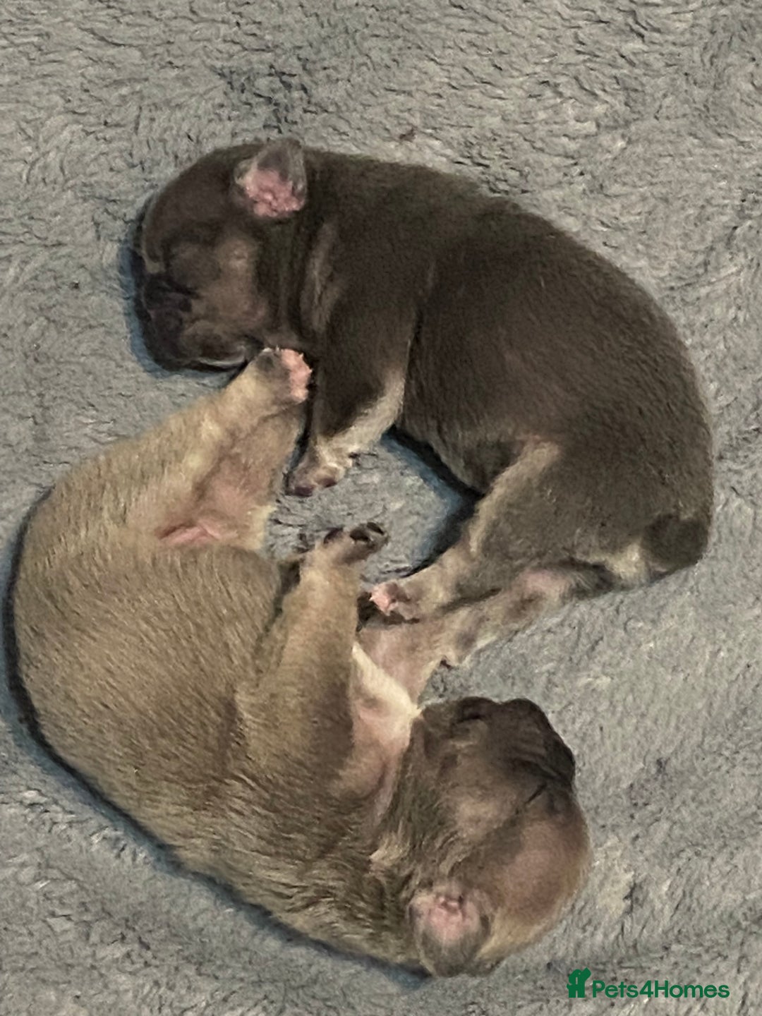 Mixed Breed dogs for sale: French bulldog/English bulldog - Advert 27