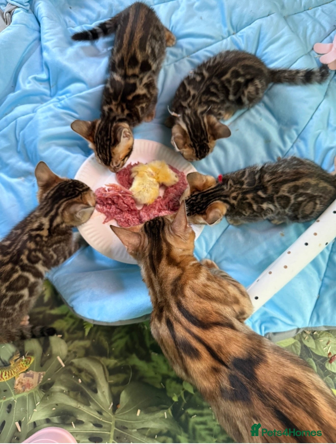 Bengal cats Rare Brown Charcoal  💙 TICA Bengal Kittens - Advert 1