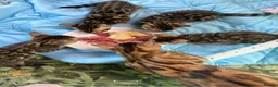 Bengal cats for sale: Rare Brown Charcoal  💙 TICA Bengal Kittens in Deal - Advert 1