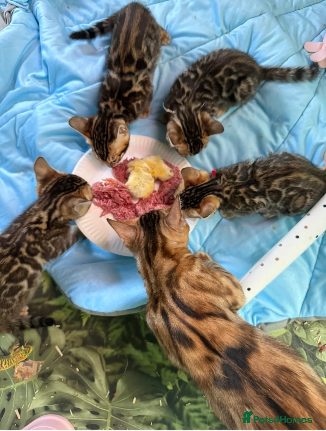 Bengal cats for sale: Rare Brown Charcoal  💙 TICA Bengal Kittens in Deal - Advert 1