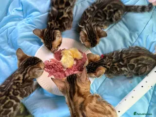 Bengal cats Rare Brown Charcoal 💙 TICA Bengal Kittens - Advert 3