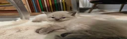 Ragdoll cats for sale: Blue/lilac Ragdoll babies - Advert 18