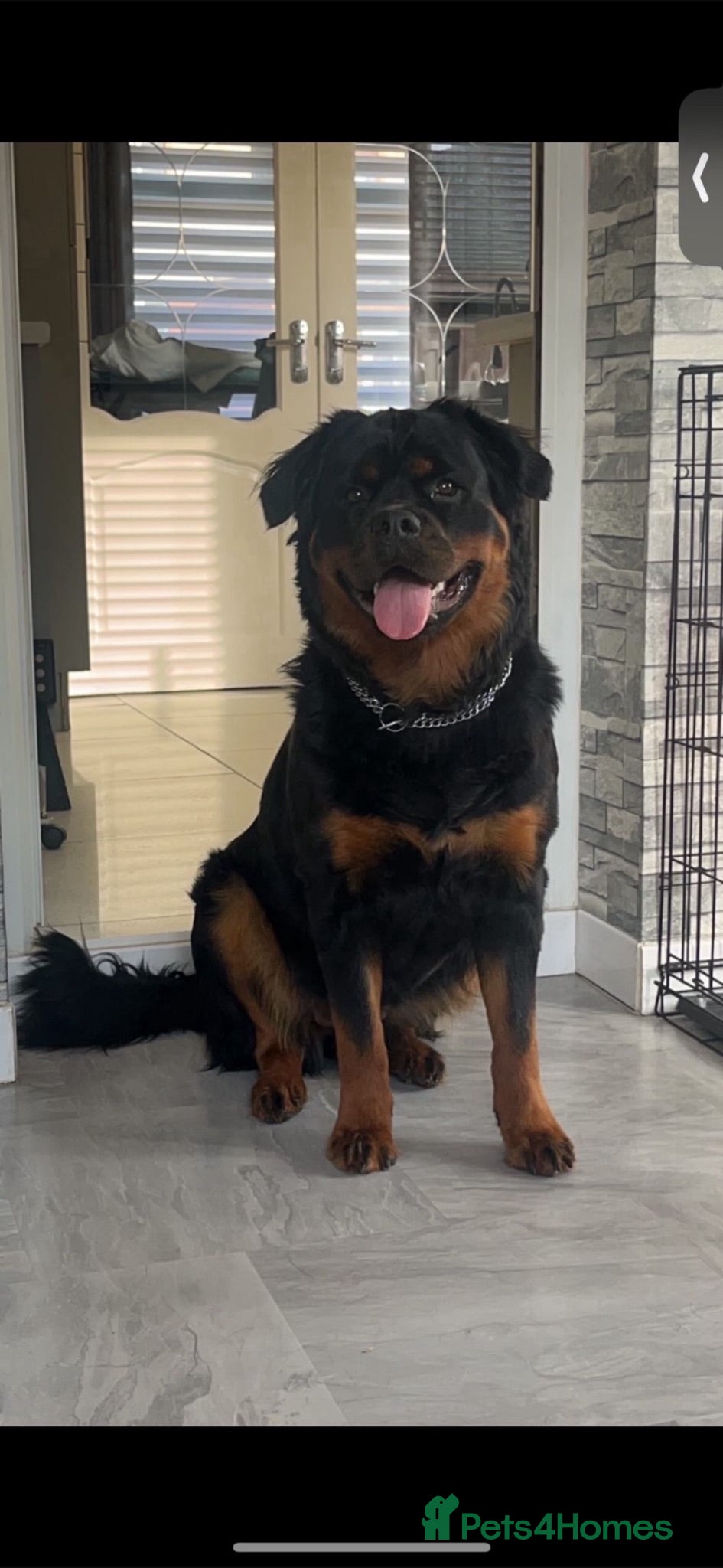 Rottweiler dogs 2 amazing KC registered rottweiler puppies left - Advert 1