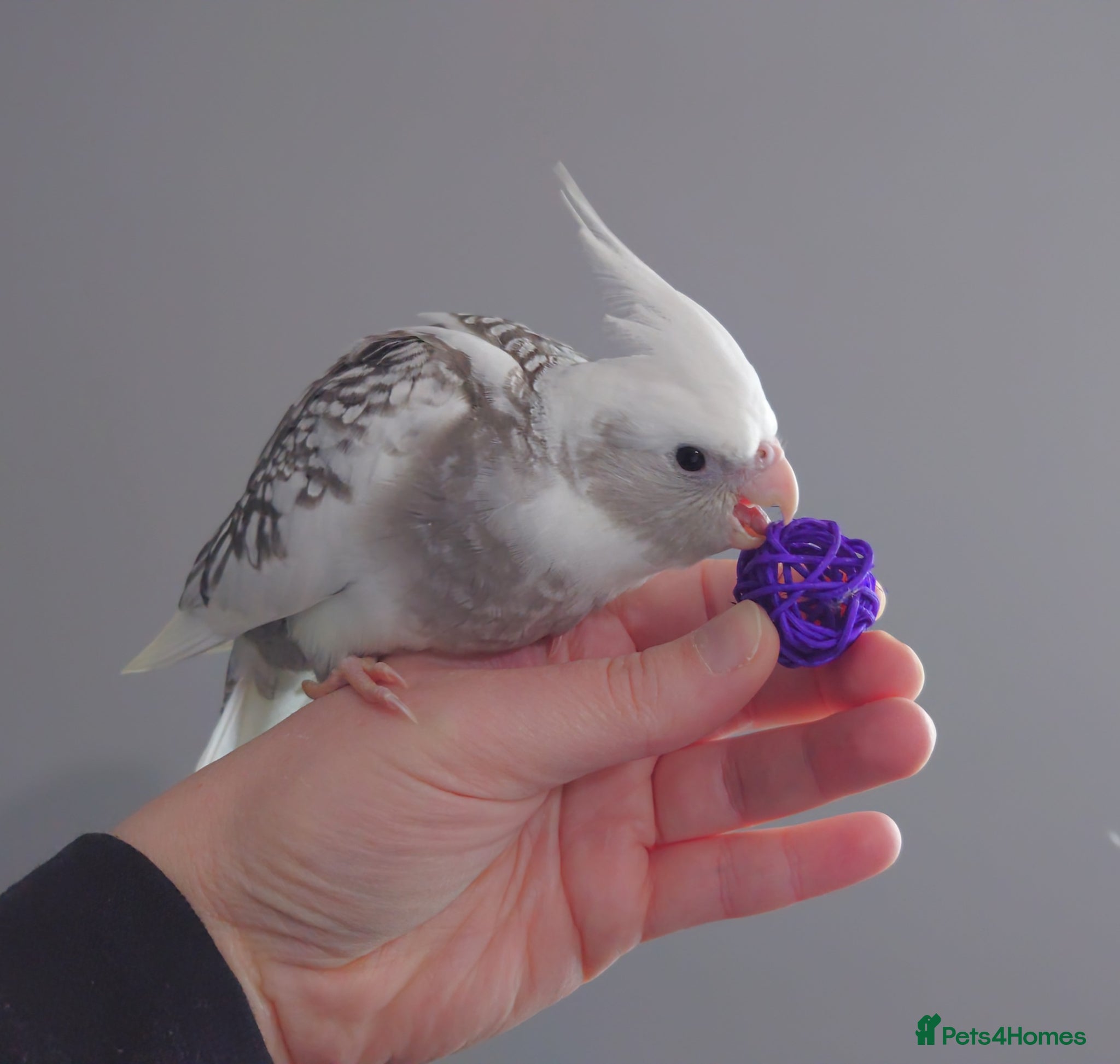 Cockatiels birds Hand reread silly tame DNA sexed baby cockatiels  - Advert 5