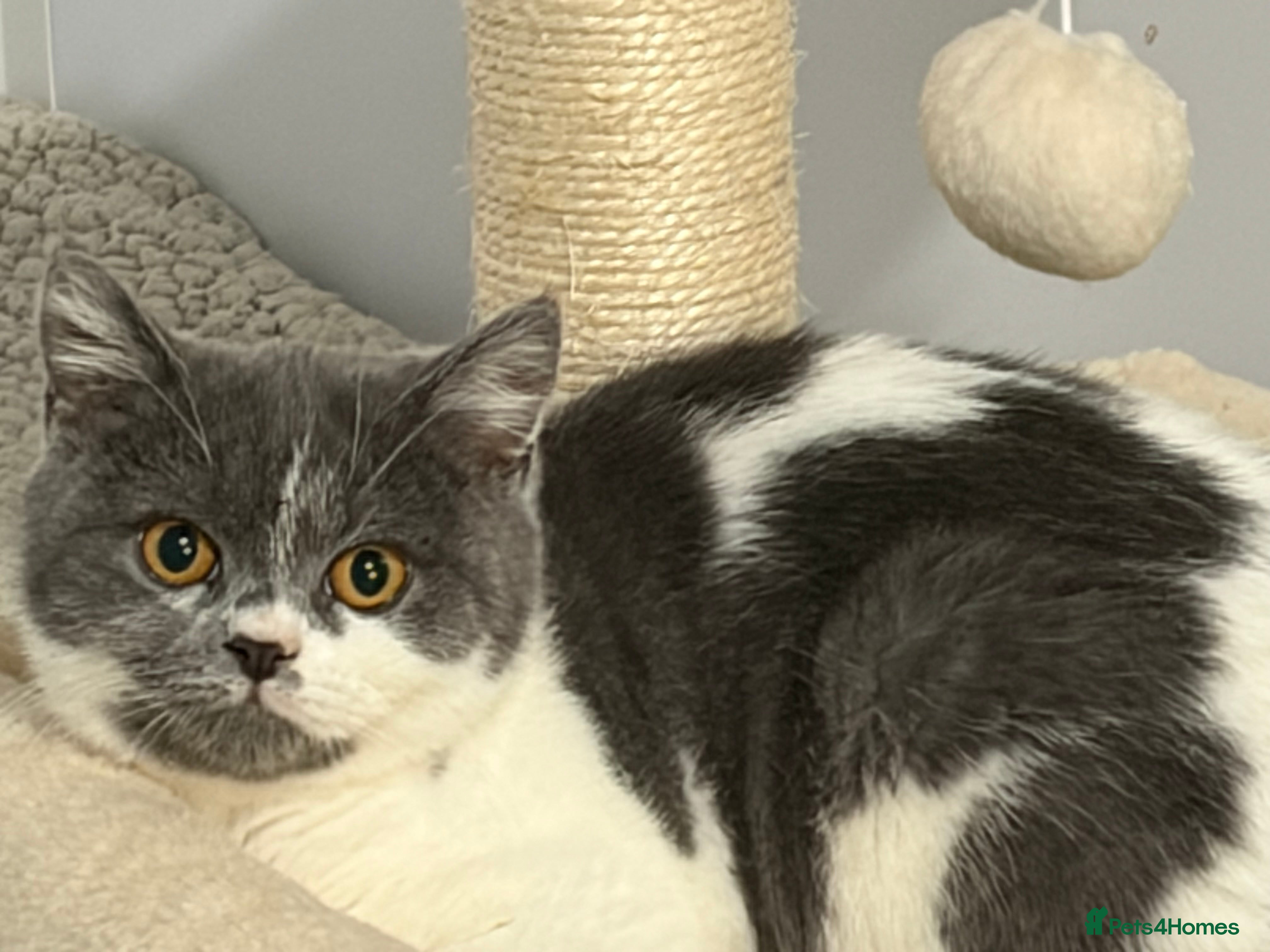 British Shorthair cats 3 Gorgeous TICA registered kittens  - Advert 2