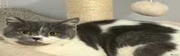 British Shorthair cats for sale: 3 Gorgeous TICA registered kittens  - Advert 6