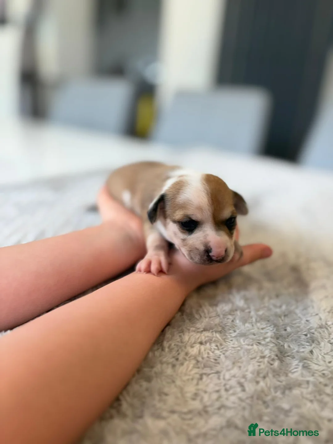 Chihuahua dogs for sale:  mixed colour pearhead and Deerhead chihuahua  - Advert 1