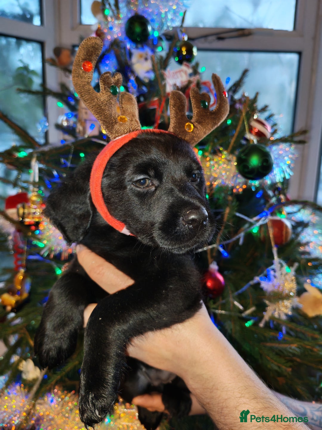 Labradoodle dogs for sale: Beautiful labradoodle puppies for sale  - Advert 18